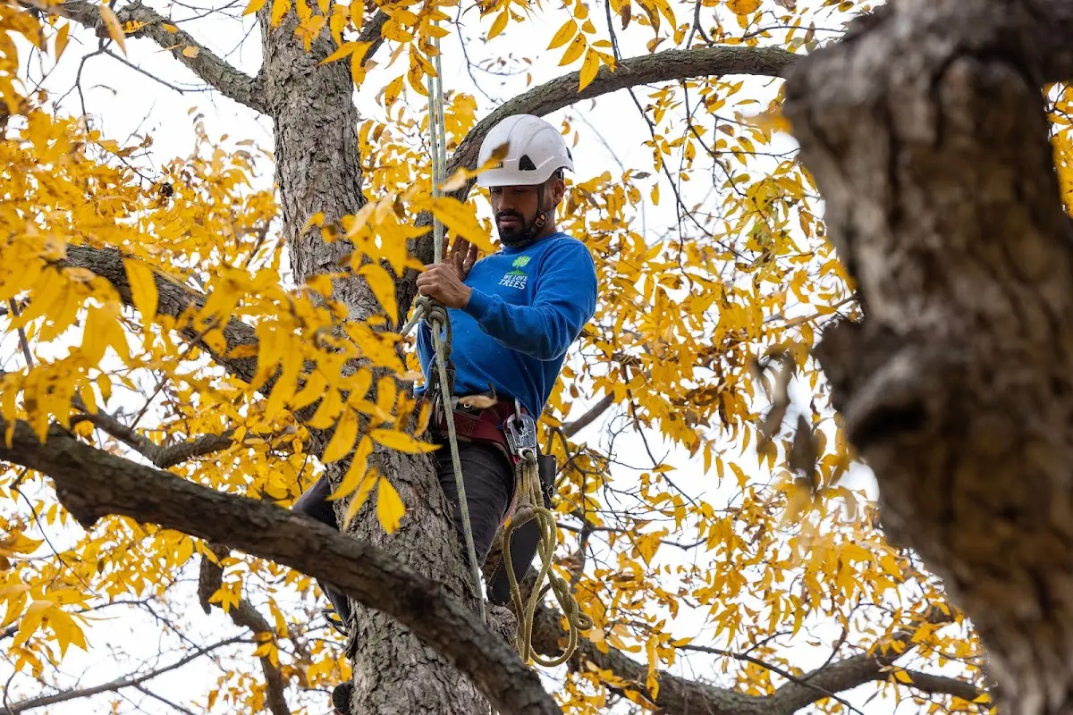 Skilled Tree Planing crew working in Lakeville